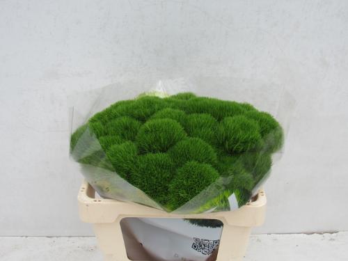 Dianthus barbatus Kiwi Mellow