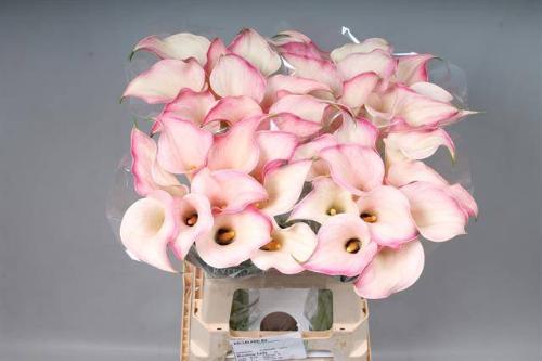 Zantedeschia 'Blushing Lady'