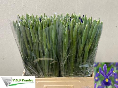 Iris (Hollandse Iris Grp) 'Blue Magic'