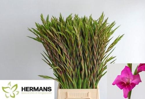 Gladiolus 'Summer Jewel'