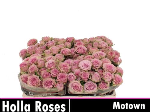 Rosa tros Motown