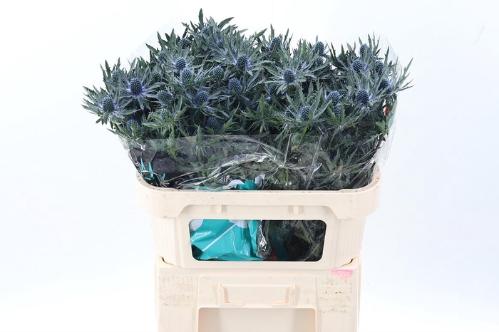 Eryngium Orion Questar