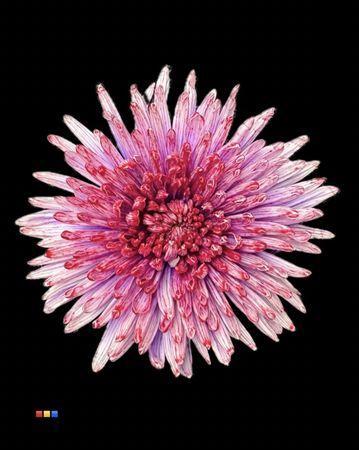 Chrysanthemum (Indicum Grp) geplozen Topspin kleurbehandeld H%