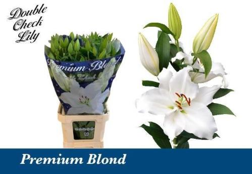 Lilium Oriental Grp 'Premium Blond'