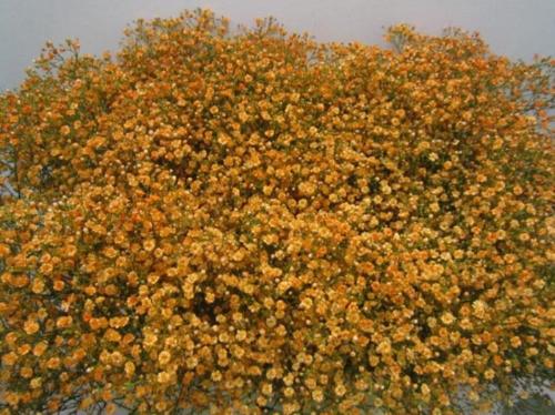 Gypsophila overig kleurbehandeld H%