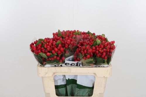 Hypericum inodorum Magical Triumph