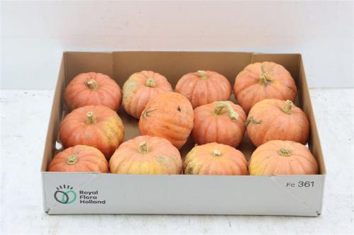Cucurbita pepo
