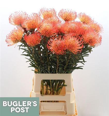 Leucospermum cordifolium 'Succession'