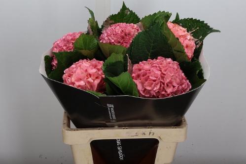 Hydrangea overig kleurbehandeld H%
