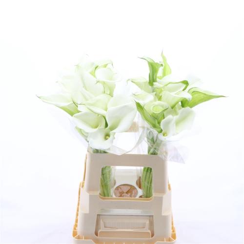 Zantedeschia White Art