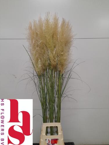 Cortaderia overig