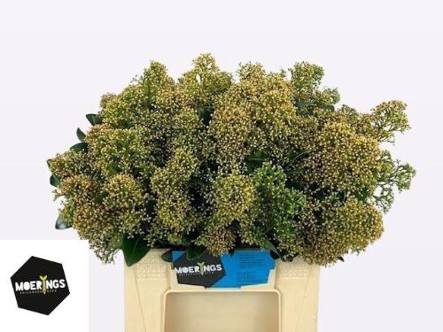 Skimmia japonica per bos 'Snow White'