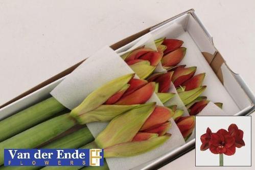 Hippeastrum Galaxy Grp 'Ferrari'