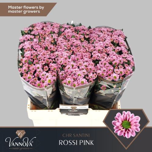 Chrysanthemum Indicum Grp tros santini 'Rossi Pink'