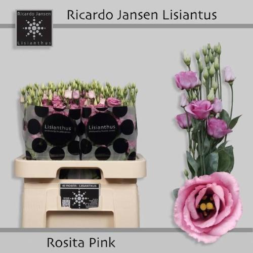 Eustoma russellianum gevuldbloemig 'Rosita Rose Pink'