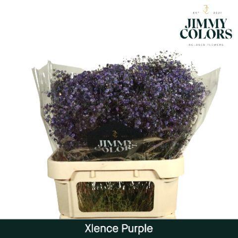 Gypsophila overig kleurbehandeld H%