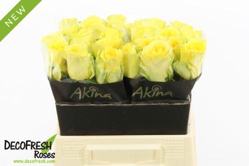 Rosa grootbloemig overig