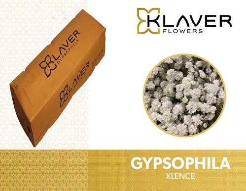 Gypsophila paniculata Xlence