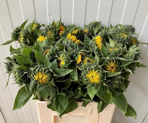 Helianthus annuus 'Sunrich Orange'