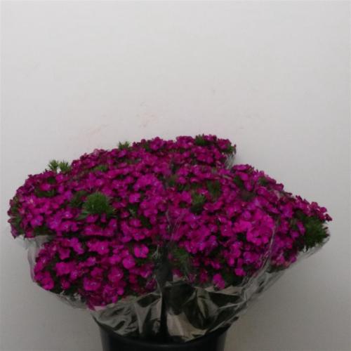 Dianthus barbatus 'Amazon Neon Purple'
