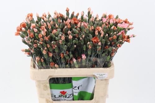 Dianthus tros kleurbehandeld H%