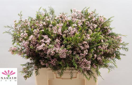 Chamelaucium uncinatum 'Romi'