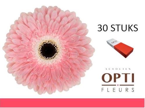 Gerbera grootbloemig 'Graceland'