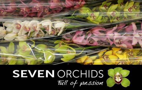 Cymbidium grootbloemig per tak gemengd