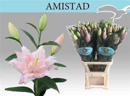 Lilium (Oriental Grp) dubbel 'Amistad'