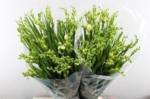 Freesia dubbelbloemig Versailles