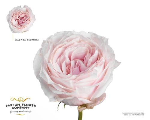 Rosa grootbloemig overig