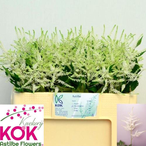 Astilbe Japonica Grp 'Whasingthon'