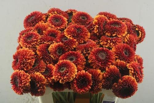 Gerbera mini bolvormig Pomponi Rizzo