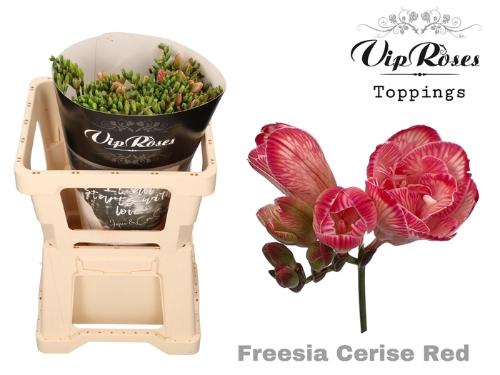 Freesia dubbelbloemig kleurbehandeld H%