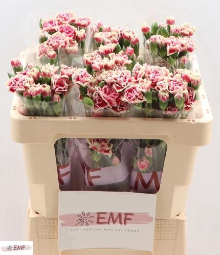 Dianthus tros Spring+