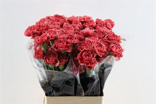 Dianthus standaard Fabulous