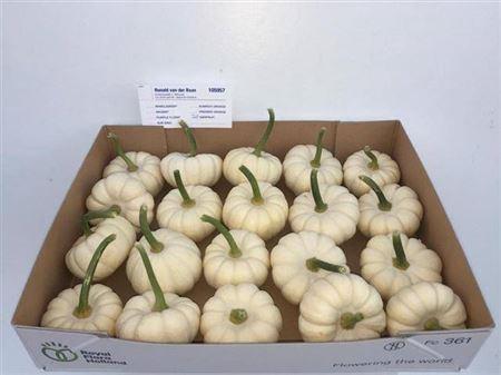 Siervruchten per stuk Cucurbita pepo 'Baby Boo'