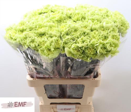 Dianthus standaard Celtic Green