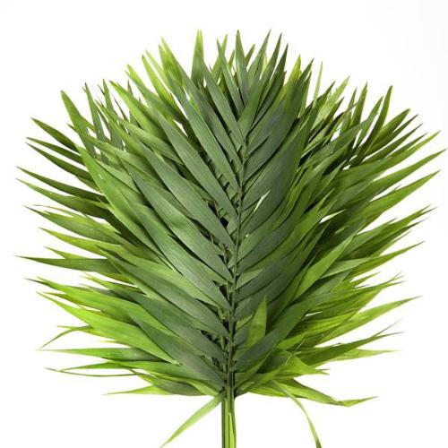 Chamaedorea Chicoblad per bos