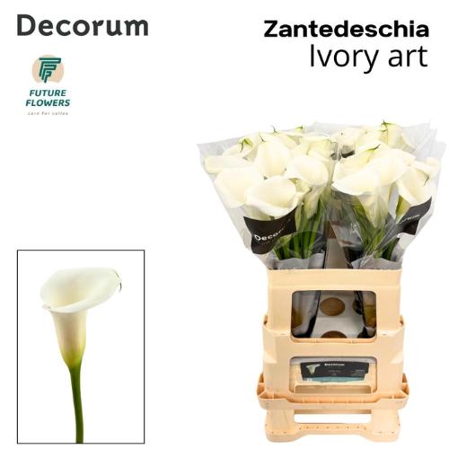 Zantedeschia Ivory Art