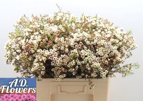 Chamelaucium micranthum 'Liron'