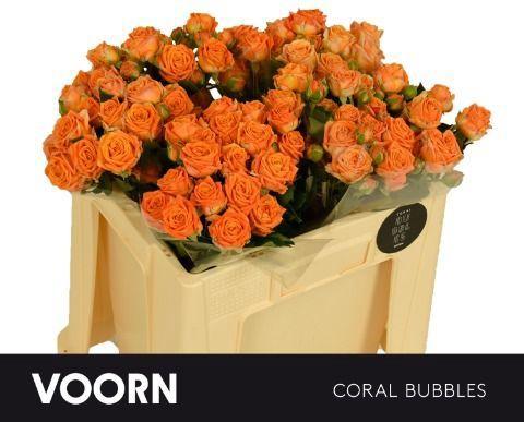 Rosa tros Coral Bubbles