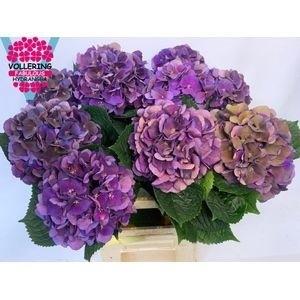 Hydrangea macrophylla Royal King (classic)