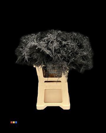 Asparagus overig kleurbehandeld H%