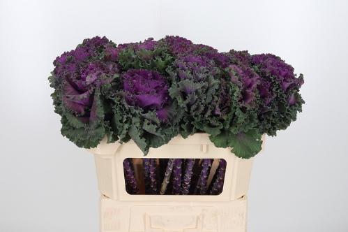 Brassica oleracea 'Crane Ruffle Red'