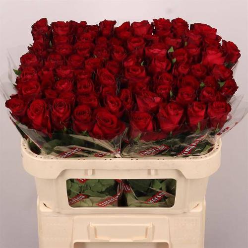 Rosa grootbloemig Madam Red