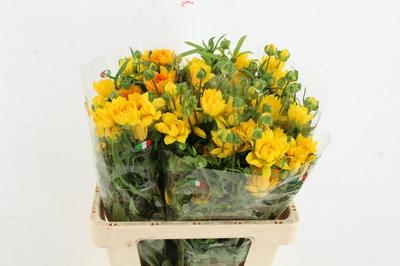 Ranunculus Natura Moderna Proxima