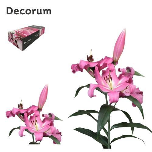 Lilium (OT-hybrids Grp) 'Batavia'