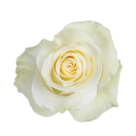 Rosa grootbloemig Mondial