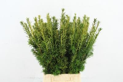 Taxus baccata 'Fastigiata Aurea'